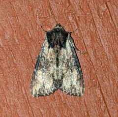 Lateroligia ophiogramma