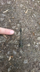 Gomphurus