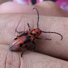 Tetraopes tetrophthalmus