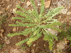 Stellera chamaejasme