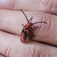 Tetraopes tetrophthalmus