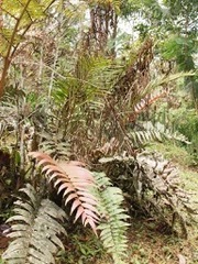 Blechnum ensiforme
