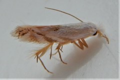 Bucculatrix staintonella