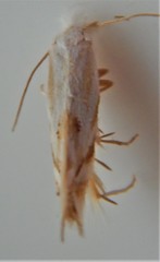 Bucculatrix staintonella