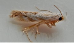 Bucculatrix staintonella