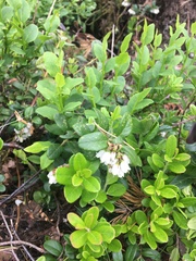 Vaccinium vitis-idaea