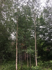 Betula pendula