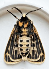 Apantesis virguncula