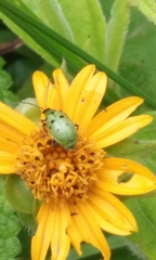 Diabrotica decempunctata