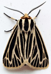 Apantesis virguncula