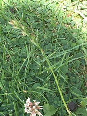 Lolium perenne perenne