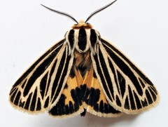 Apantesis virguncula