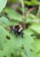 Bombus