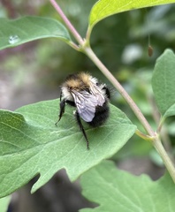 Bombus