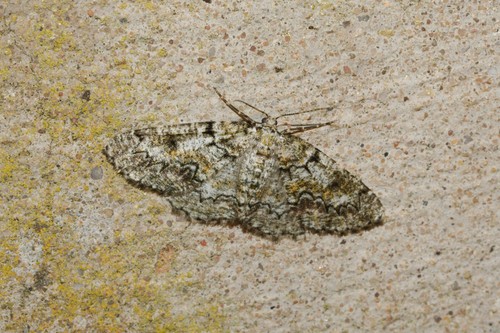 Photo of Brussels Lace (Cleorodes lichenaria)