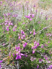 Erica cinerea