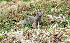 Spermophilus citellus