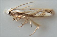 Bucculatrix staintonella