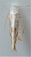 Bucculatrix staintonella