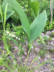 Convallaria majalis