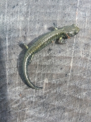 Aneides klamathensis