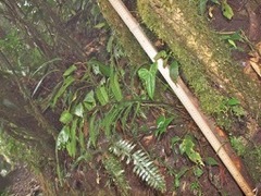 Diplazium rivale
