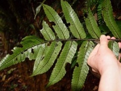 Diplazium rivale