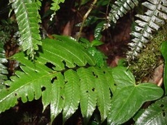 Diplazium rivale