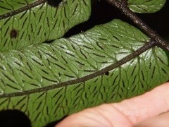 Diplazium rivale