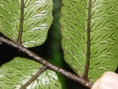 Diplazium rivale