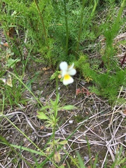 Viola arvensis