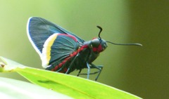 Mysoria barcastus