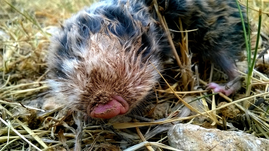 Lesser Blind Molerat, photo 1 of 10