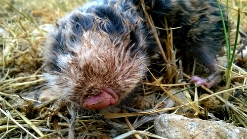 Lesser Blind Molerat