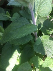 Stachydeae