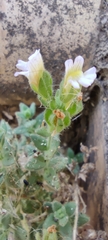 Chaenorhinum villosum