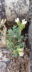 Chaenorhinum villosum