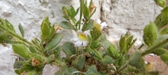 Chaenorhinum villosum