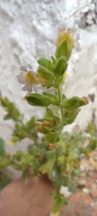 Chaenorhinum villosum
