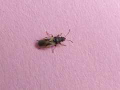 Metopoplax ditomoides