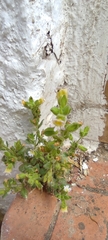 Chaenorhinum villosum