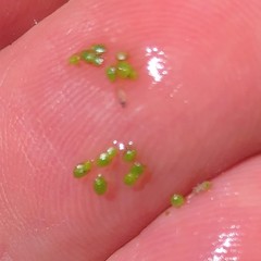 Wolffia brasiliensis