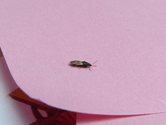 Metopoplax ditomoides