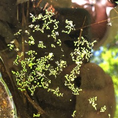 Wolffia brasiliensis