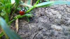 Coccinella septempunctata