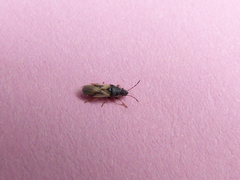 Metopoplax ditomoides
