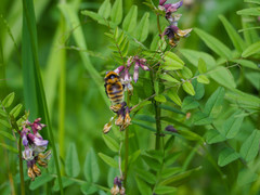 Bombus distinguendus