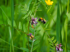 Bombus distinguendus