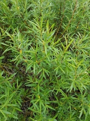 Salix pellita