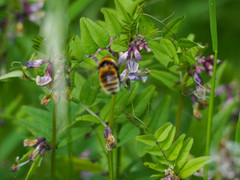 Bombus distinguendus